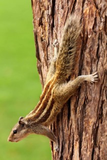 Small chipmunk sitting on tree closeup
