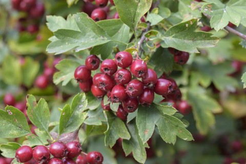 Common hawthorn (Crataegus monogyna), Forest Botanical Garden, Tharandt, Saxony, Germany, Europe