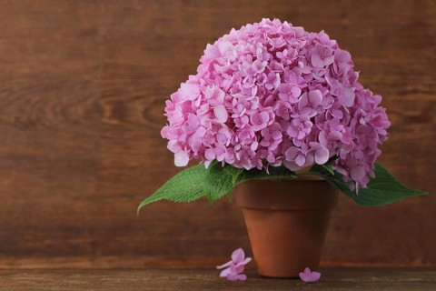 Blossoming pink hydrangea in pot on the wooden background