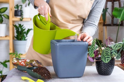 Pot for plants with automatic watering, transplanting Calathea into a double pot, watering from a
