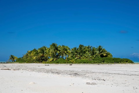 Coconut palm (Cocos nucifera), grove on Motu, Tetiaroa, atoll, Marlon Brando Island, French