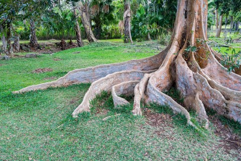Taproots, roots, fig tree (Ficus cordifolia) Sir Seewoosagur Ramgoolam Botanical Garden, SSR