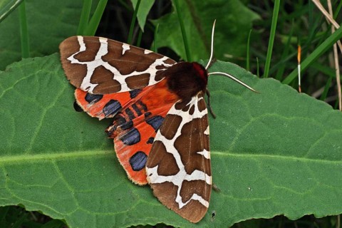 Garden tiger moth (Arctia caja)