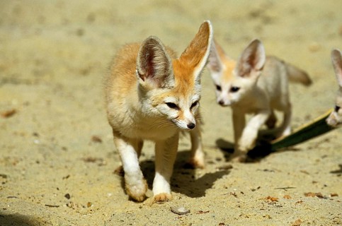 Fennec or desert fox, fennecus zerda, mother with young