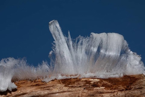 Hair ice fruiting bodies white wavy ice needles on branch in front of blue sky