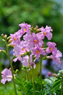 Outdoor, Garden Gloxia, Garden Gloxia (Incarvillea delavayi) (Incarvillea delava), Garden Gloxia,