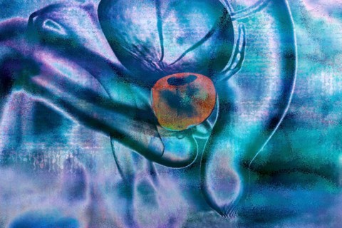 The prostate gland forms the seminal fluid in the male and lies inside