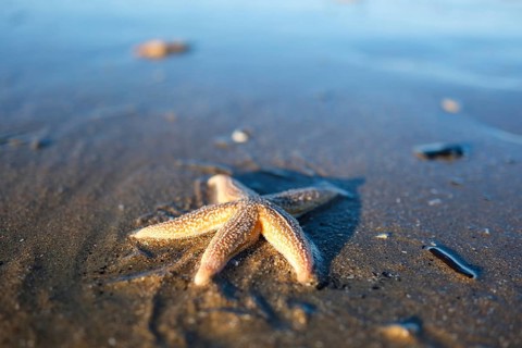 Starfish (Asteroidea) on the beach, blurred background, North Sea, Zandvoort, Netherlands