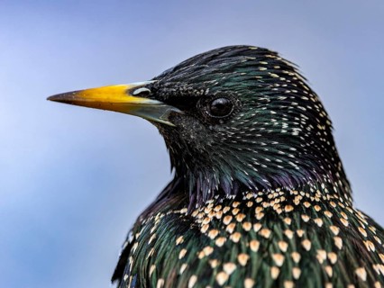 Starling (Sturnus vulgaris) in spring plumage, close-up, Hochrhein, Baden-Württemberg, Germany,