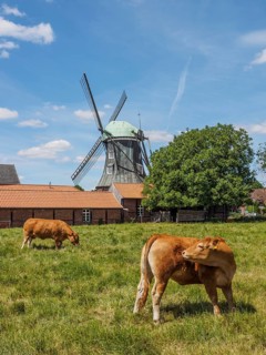 Cows on a pasture with a windmill and farm buildings in the background, südlohn, münsterland,