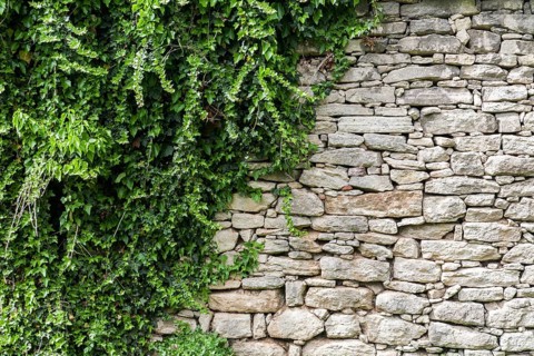Old stone wall with ivy as background