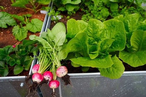 Radishes harvest in an orchard at urban garden radish plants