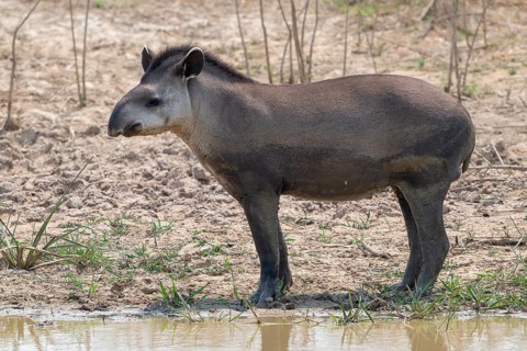 Lowland tapir (Tapirus terrestris), Pantanal, inland, wetland, UNESCO Biosphere Reserve, World