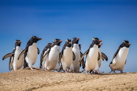 Rockhopper penguins (Eudyptes chrysocome) on the way to their colony, Pebble Island, Falkland