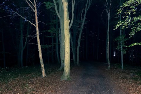 An image of a dark forest at night