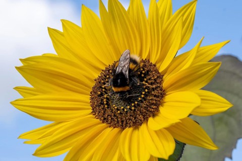 Close-up of a beautiful flowering plant in the sun