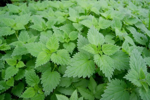 Nettle carpet (Urtica), stinging nettles, medicinal plant, Pfaffenhofen an der Ilm, Ilmtal,