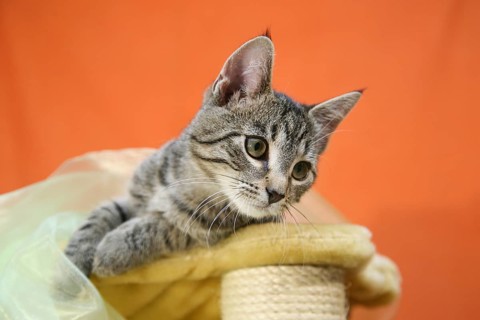 Cat child