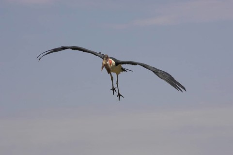 Marabou Stork (leptoptilos crumeniferus), Adult in Flight, Masai Mara Park in Kenya