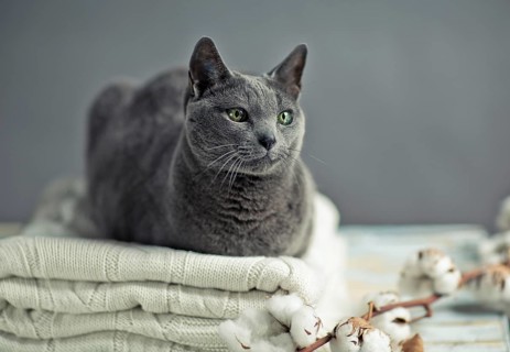 Russian Blue Cat Lying on Wool Sweater