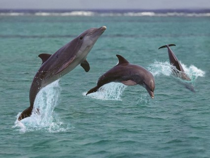BOTTLENOSE DOLPHIN (tursiops truncatus), GROUP LEAPING OUT OF THE WATER, HONDURAS
