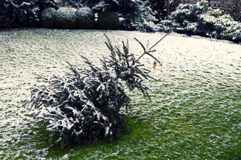 Decorated Christmas tree lying on the lawn