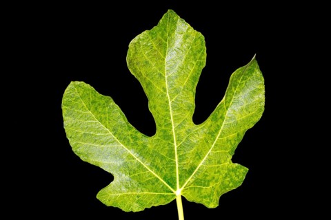 Green fig leaf, studio shot with black background