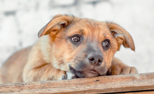 Sad red mongrel puppy lays on wooden table