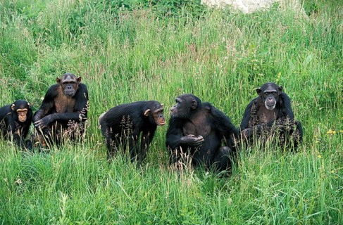 CHIMPANZEE (pan troglodytes), GROUP STANDING IN LONG GRASS