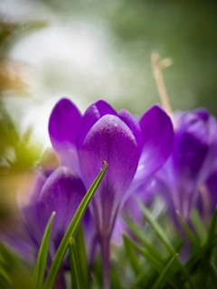 Crocuses