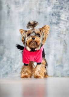 A Yorkshire Terrier standing on his hind legs, wearing a stylish pink outfit. Captured indoors