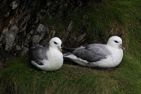Fulmars, fulmars, Fulmarus glacialis