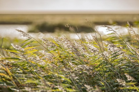 Cattail grass by the wayside