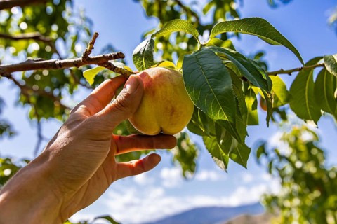 Low angle, selective focus and close up view of hand holding unripe yellow peach fruit on the tree