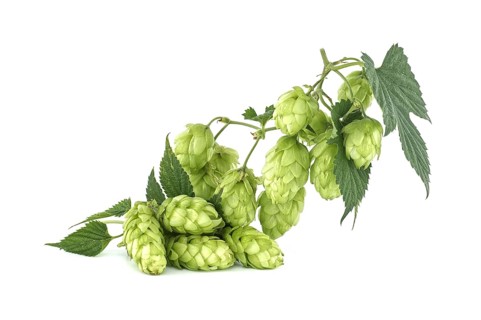 Branch of fresh green hops cones and leaves in close up isolated on white background. Humulus