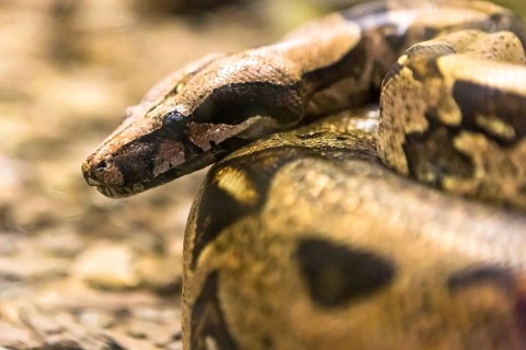 Boa constrictor, a species of large, heavy bodied snake