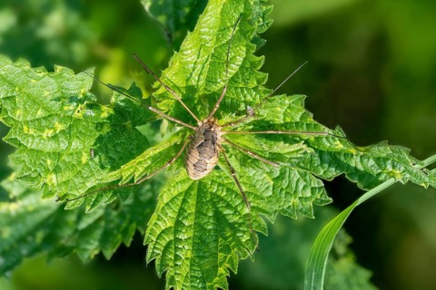 Close-up of a weaver Phalangium opilio sitting on a stinging nettle
