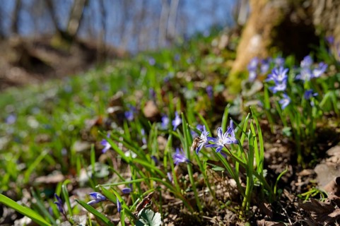 Honeybee on blue star (Scilla), ravine forest, spring, bee pasture, insect pasture, spring, early