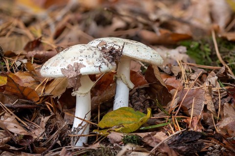 Two large button mushrooms on the forest floor with autumn leaves