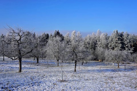 Winter landscape with orchards and forest, Winter landscape with orchards and forest