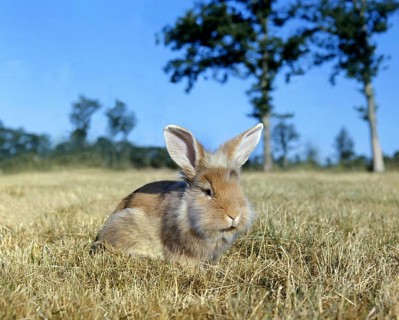 Angora Domestic Rabbit