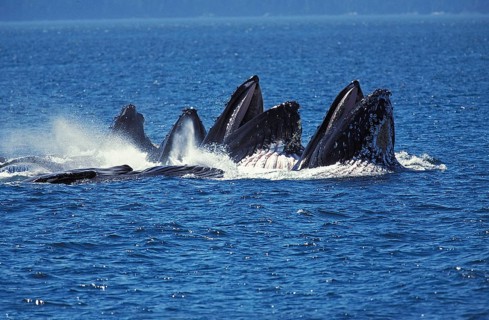 Humpack Whale (megaptera novaeangliae), Group Bubble Net Feeding, Open Mouth to Catch Krill, Alaska