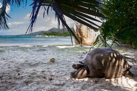 Aldabra giant tortoise (Aldabrachelys gigantea) on the beach on Curieuse, Seychelles, Africa