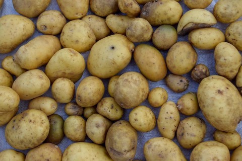 A pile of organic yellow potatoes laid out in a rustic fashion