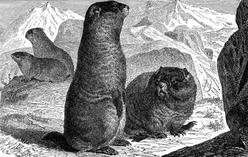 Alpine Marmot on engraving from 1890. Engraved by unknown artist and published in Meyers