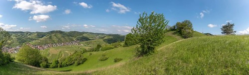 Haselschacher Buck and Badberg, vast dry meadows and pastures, nature reserves in the Kaiserstuhl.