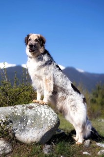 Big crossbreed dog standing on the stone, spring snow mountains panorama and blue sky