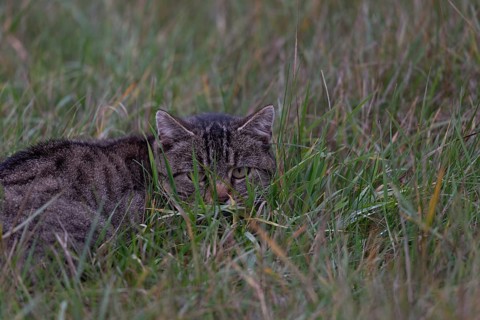 Cat in tall grass, Germany, Europe