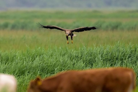 A white-tailed eagle (Haliaeetus albicilla) in flight over a green field, with animals in the