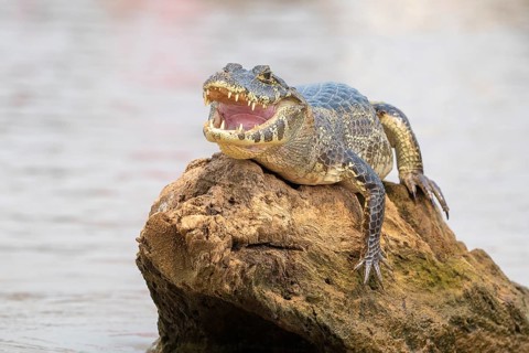 Spectacled caiman (Caiman crocodilus yacara), Crocodile (Alligatoridae), crocodile (Crocodylia),